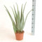 XXL Aloe Vera Pflanze, 5 Jahre alt 60-70 cm – Große, Pflegelige Zimmerpflanze, Ideal für Zuhause & Büro, Hautpflege, Luftreinigung