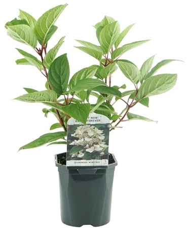 GreenboutiQ - Rispenhortensie - Hydrangea panniculata Wims Red - Blüte Weiß Rot - 3 Pflanzen - 1 m2 - Laubabwerfend - Große Blüten - Topf 17cm Höhe 50cm