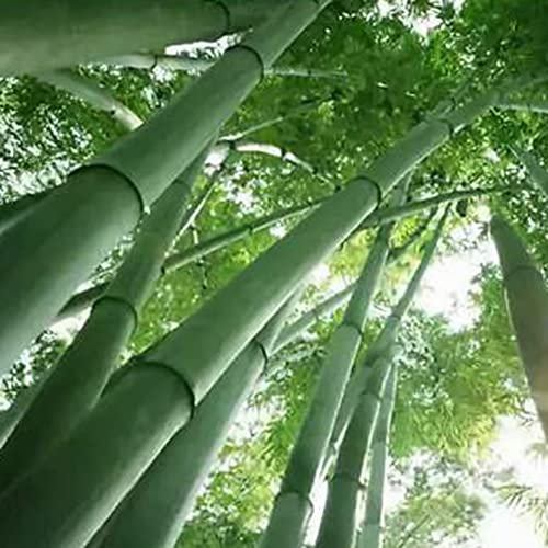 Saterkali Graines de Bambou Géant, 200 Pcs Graines de Bambou Géant Jardin Jardin Ferme Champ Ombre Plante Décor À La Maison Graines de Bambou