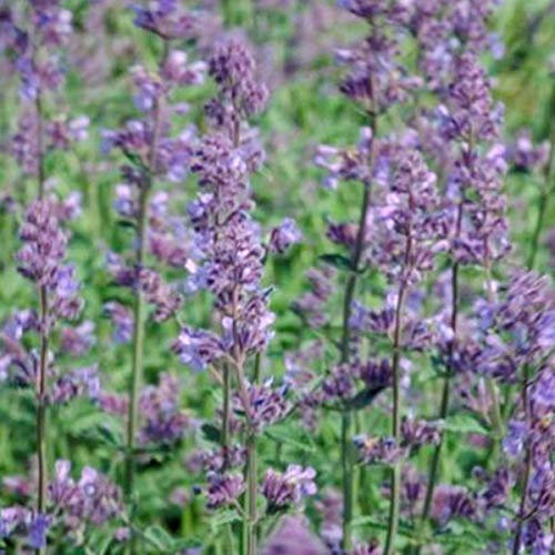 6 x Herbe à chat, Chataire 'Six Hills Giant' - Nepeta Faassenii - Godet 9x9cm - Bleu, touffu, plein soleil, sol bien drainé
