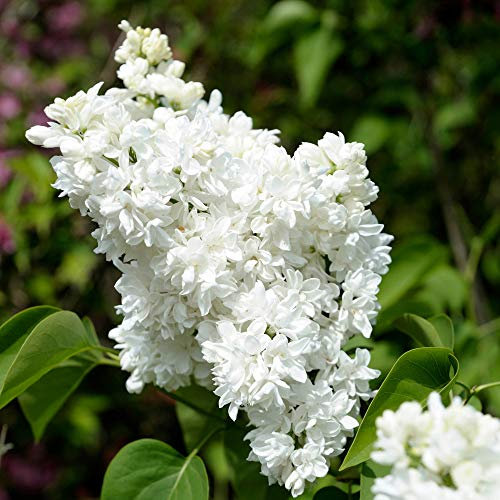 YouGarden French Lilac Syringa vulgaris 'Madame Lemoine', Established Plant in 17cm Pot, Lilac Tree for Gardens, Attracts Pollinators for Gardens and Patios