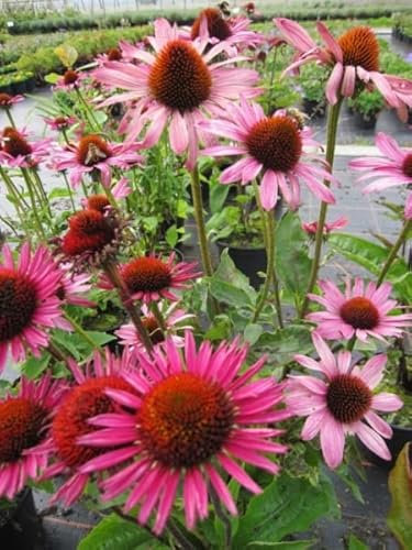 Echinacea purpurea The King - Roter Sonnenhut