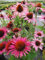 Echinacea purpurea The King - Roter Sonnenhut