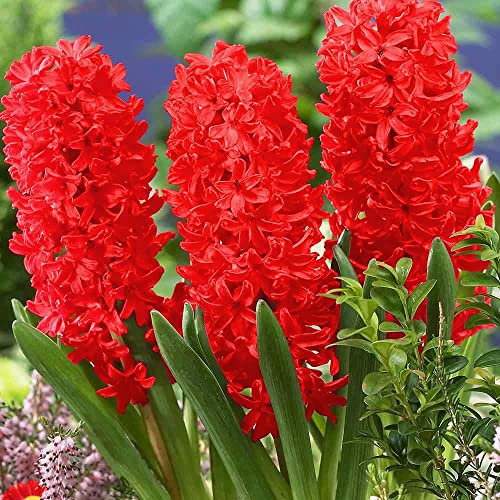 Blue Magic Design 3 prepared fragrant garden bedding Red Pearl Hyacinth corm perennial plants - 16/17cm flower bulb- Summer Autumn gardening
