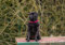 HANSEPUZZLE 34656 - Mops Puzzle 260 Teile | Tierwelt Puzzle mit hochwertiger Puzzle Aufbewahrung: Kartonbox und wiederverschließbarem Beutel | Puzzle-Maße: 41 x 28,7 cm