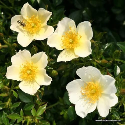 2x Rosier miniature 'Sonnenroschen' - Kordes Nectarroos - Plant-o-fix-pot