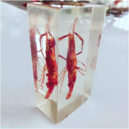 FHUILI Exemplare von Flussgarnelen – transparente Garnelen eingebettete Exemplare aus echtem Harz, Insektenprobe, Modell, Kunstharz, Basteln, Schreibtisch, Briefbeschwerer, A
