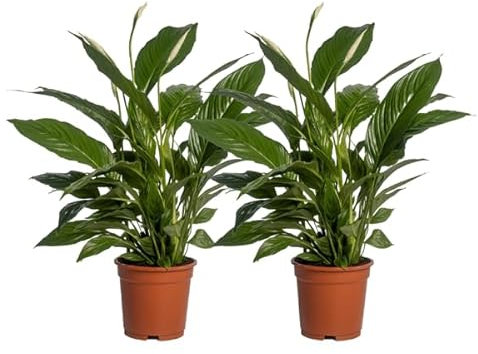 Spathiphyllum Vivaldi - Friedenslilie - Zimmerpflanze - Ø17cm - 70cm - 2 Stück