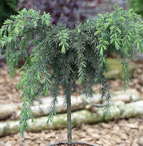 Hochstamm Himalaya Zeder Feelin Blue 40-60cm - Cedrus deodara