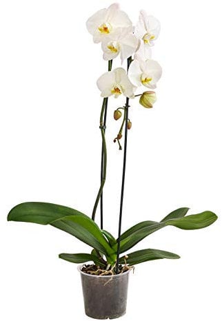 Dehner Schmetterlingsorchidee Cascade, Phalaenopsis, eintriebig, weiße Blüten, 70-80 cm inkl. Pflanztopf, Ø Topf 15 cm, Zimmerpflanze