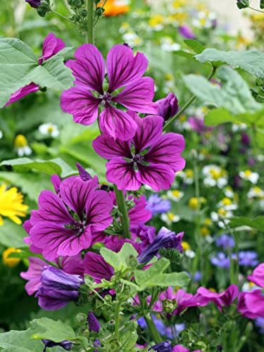 300 Samen Mauretanische Malve Malva sylvestris var. mauritiana Teepflanze und Heilpflanze für Landgarten und Bauerngarten