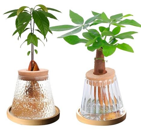 YWNYT Lot de 2 pots hydroponiques en verre pour plantes aquatiques ou fleurs, station de propagation de plantes, terrarium, décoration de table (type 3)