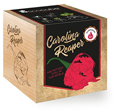 Chilipflanze 'Carolina Reaper' im Holzwürfel - Chili Selection