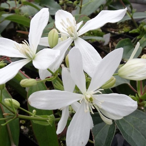 Clematis Armandii (Immergrün und Winterhart) - Mehrjärige Kletterpflanze - Weiß - 2 Liter Topf | ClematisOnline Kletterpflanzen