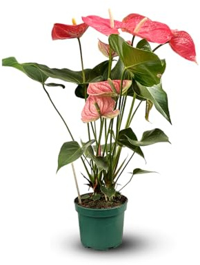 Attitude Jardin – Anthurium rosa – Zimmerpflanze – 60-70 cm – ⌀ 17 cm – Blumenpflanze