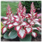 Winterharte pflanzen,Winterhart zwiebeln, Hosta Knollen,Große Blattpflanzen, Pflanzen Funken Hosta Winterhartes MehrjäHrig-4 Rhizom-D