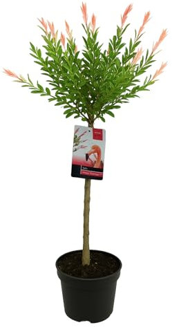 Bloomique - Salix Integra Flamingo - Bunte Weide - Gartenpflanzen - Winterhart - 80-100 cm hoch - Topf 19 cm