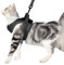 Poiinvc Ausbruchsicheres Katzengeschirr Set mit Katzenleinen, Haltbares Kitten Geschirr und Leine, Komfortabler Halsband-Geschirr-Kombination für Katzen und Kätzchen Grau M