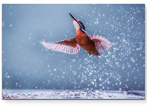 Paul Sinus Art Leinwandbilder | Bilder Leinwand 120x80cm Eisvogel im Wasser