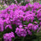 6 x Phlox paniculé 'Amethyst' - Phlox Paniculata 'Amethyst' - Godet 9x9 cm, Fleurs Violettes, Parfait pour Plates-bandes