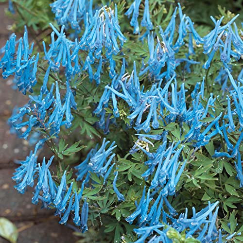Corydalis Porcelain Blue | Outdoor Plants | Garden Ready Evergreen Perennial Plant with Blue Flowers in Pot (15-25cm Incl. Pot)