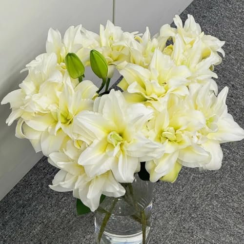 Bulbi di giglio perenni-Lilium bulbi giganti-Pianta di giglio-Crescita rapida-Facile da piantare e mantenere-Crea un giardino facilmente-10 bulbi-J