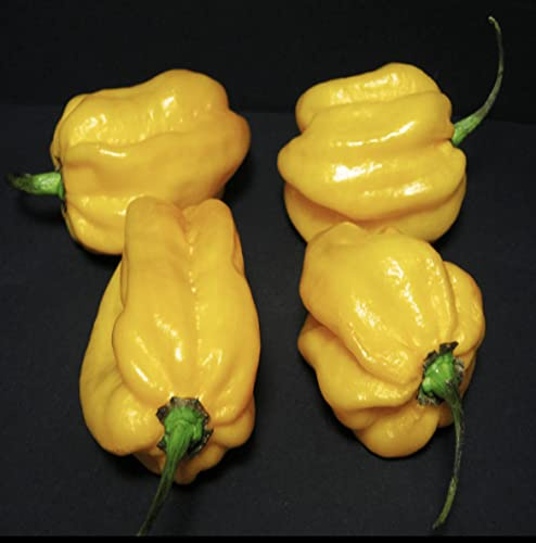 Habaneros Gelb Chili frisch 250g – sehr scharfe gelbe Chili-Schoten, fruchtig-aromatisch, für Hot Sauce, Salsa, Dips, Marinaden, Grillen & Kochen