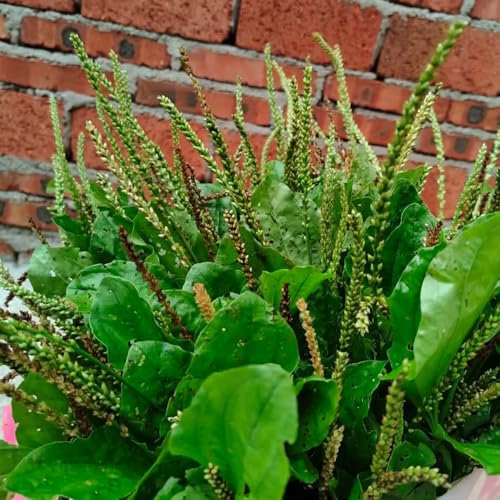semi di piantaggine plantano, pianta da balcone di erbe aromatiche giardino di piante semi di piante vasi per piante piante da giardino piante verdi piante resistenti per il giardino, 200pcs