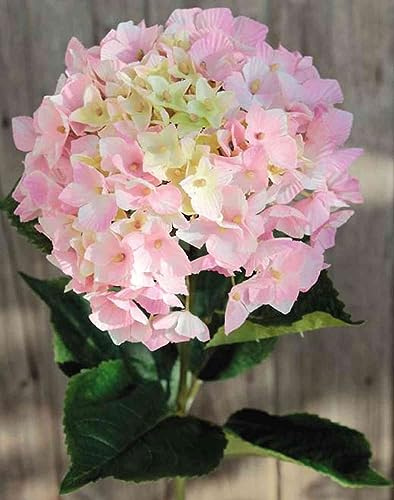 artplants.de Deko Hortensie Hermine, rosa-grün, 65cm, Ø16cm | Textil Hortensie