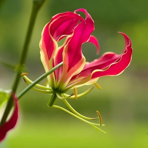 Ruhmeskrone - Gloriosa Rothschildiana | 1 Stück | Schnittblume | Topfpflanze | Geeignet für Kübel | Rot | Rarität | Besonderer Sommerblüher | 100% Blütegarantie | QFB Gardening