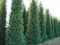 Cipresso di Leyland Cupressocyparis leylandii pianta in vaso ø22 h. 150/170 cm Vivaio di Castelletto