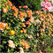 100 Samen / Pack Rot Rose Tree Seeds Erbstück Große Kletterpflanze Staude Rosa Rugosa Duftende Blumen Hausgarten-Anlagen