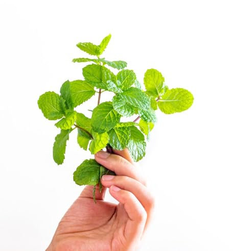 1000 piezas Semillas de melisa, planta de melisa, semillas de menta. semillas de hierbas Jardín de hierbas semillas de planta semillas de hierbas culinarias plantas herbarias plantas