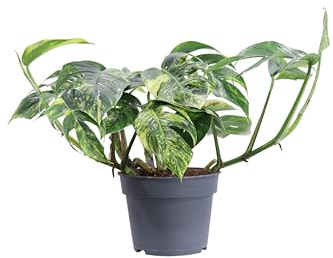 Pianta vera di di Pothos o Epipremnum Pinnatum Cintho Goldfinger | Altezza: 35 cm - Diametro vaso: 17 cm | Pianta rara rampicante o ricadente con foglie variegate ornamentale da interno