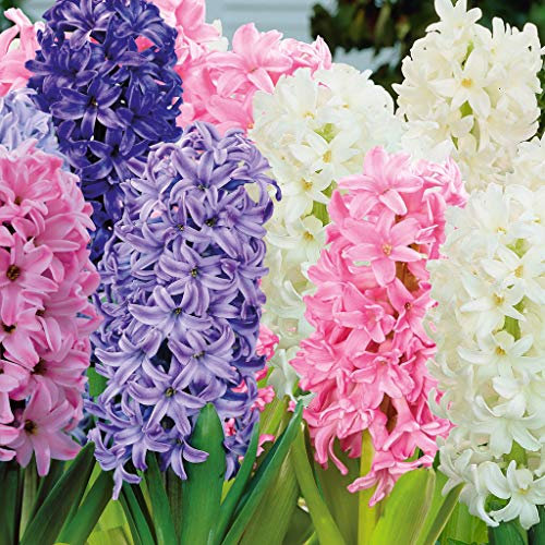 12 Hyacinth Mixed Colour Spring Flowering Garden Bulbs