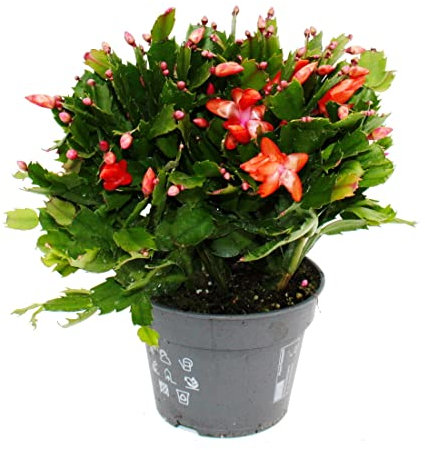 Exotenherz - Grand cactus de Noël - Schlumbergera - XXL - Pot de 17 cm - env. 25-35 cm de haut - fleurs rouges