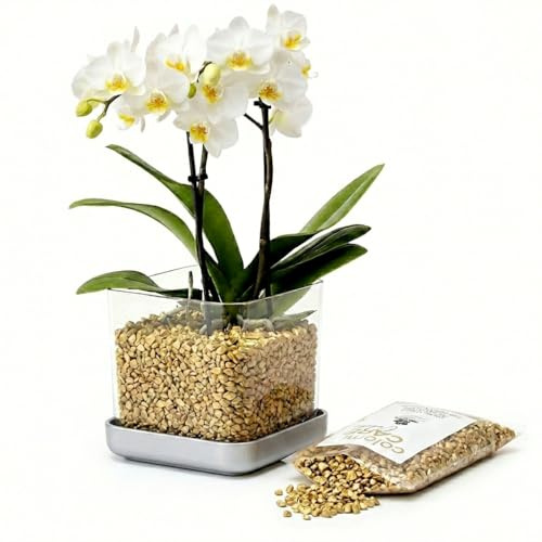 Colomi Care Orchideentopf Set transparent + 1 L Orchideengranulat (Gold) – sauberes Pflanzsystem mit Wurzel- & Feuchtigkeitskontrolle