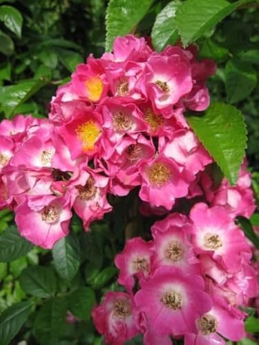 Kletterrose Maria Lisa ® - rosa-weiß - Ramblerrosen - Brümmer Rose