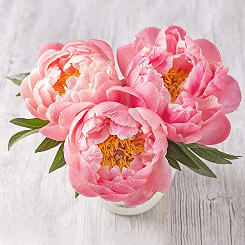 Pfingstrosen Rosa 2 Blumenzwiebeln FrüHblüHer Garten Pflanzen Blumen Pfingstrosen Pflanzen Geschenk FüR Gartenfreunde FrüHlingsblumen Zwiebeln Gartenpflanzen Winterhart MehrjäHrig