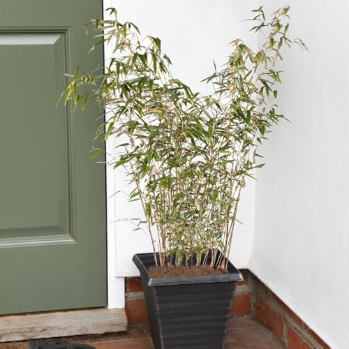 Fargesia rufa - Hardy Clumping Bamboo for Ornamental Landscapes 1x 14cm Potted Plant by Thompson & Morgan