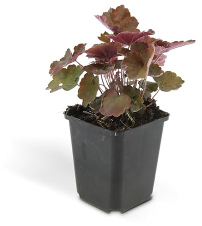 Exotenherz Bodendecker - Purpurglöckchen - Heuchera mic. 'Palace Purple' - 9cm Topf - Set mit 20 Pflanzen