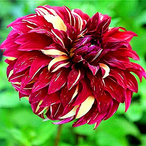 Mehrfarbig Ertragreicherg. Verschiedenen Farben, Winterhart dahlien, Einfach Anzubauen, Pflegeleicht, Lange Blütezeit,-8 Dahlien -F