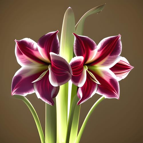 Amaryllis Seltene nknolle, Winterhart SelteneWinterhart MehrjäHrig Schönes Bepflanzen von Staudengärten-4Zwiebeln-G