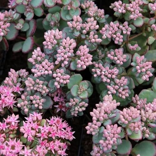 6x Siebolds Fettblatt - Sedum sieboldii - Topf 9x9cm