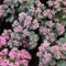 6x Siebolds Fettblatt - Sedum sieboldii - Topf 9x9cm