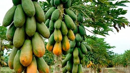 40 Papaya-Samen (Carica papaya)