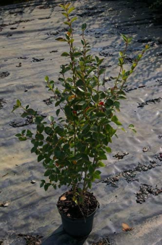 Cotoneaster acutifolius - Peking Mispel - Zwergmispel - Spitzblättrige Strauchmispel Verpackungseinheit 1