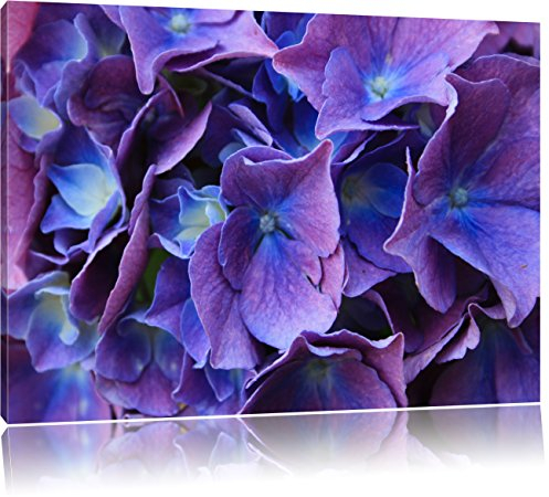 Pixxprint Blaue Hortensien Blüte, Größe: 60x40cm, Leinwandbild, fertig gespannt, Wandbild, Dekoration, Kunstdruck, kein Poster