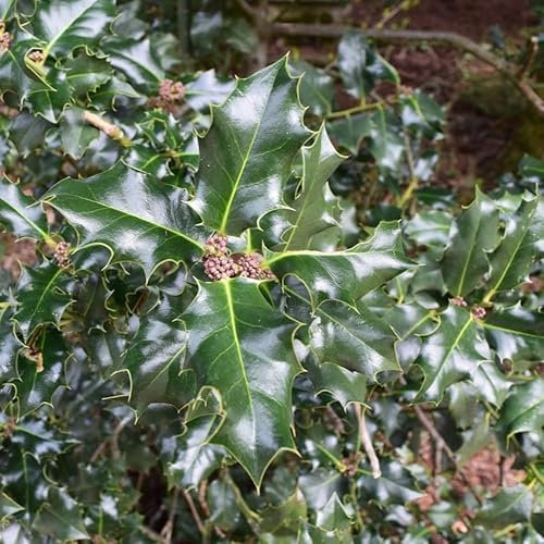 Meserva Stechpalme Blue Prince 1L - Es symbolisiert das kommende Weihnachten