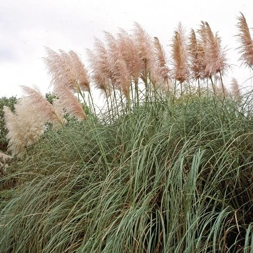 Pianta vera di Cortaderia selloana Rose Plume - Diametro Vaso Ø 24 cm